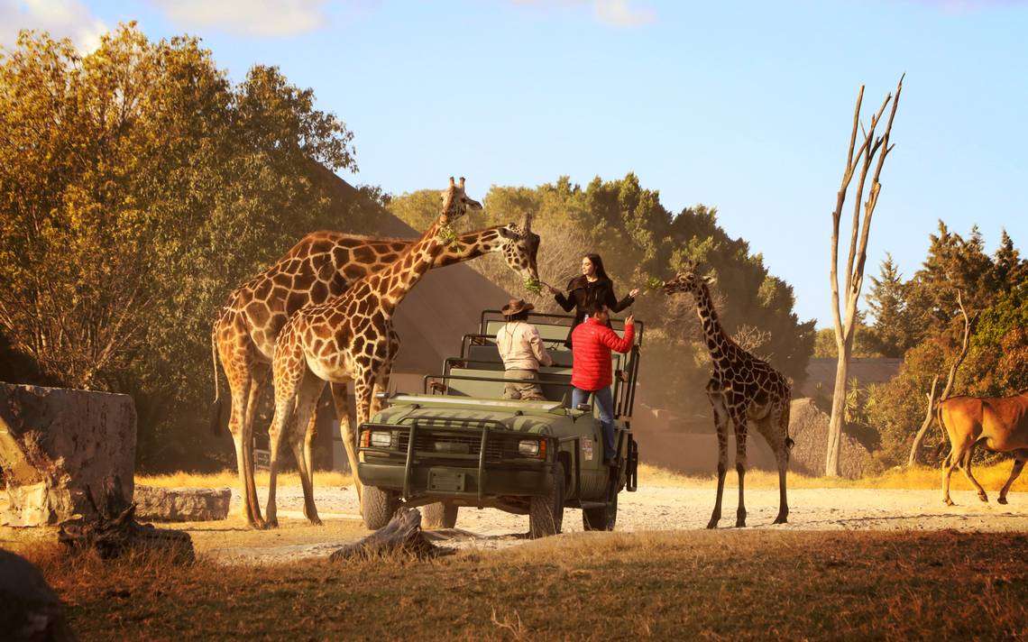 África